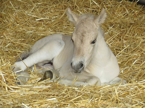 HIRSE GIVES BIRTH TO A BEAUTIFUL FILLY!