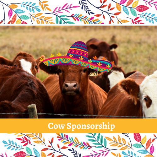 Fall Fiesta Cow Sponsorship